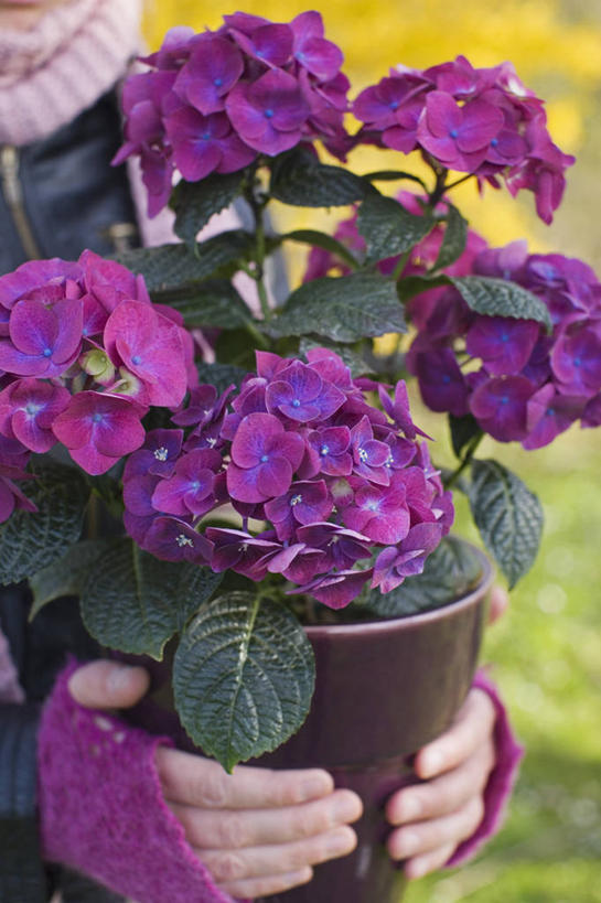 成年人,中年人,一个人,竖图,室外,白天,安全,美景,植物,花盆,仅一个女性,仅一个人,种植,装饰,景观,园艺,防护,拿着,粉色,紫色,自然,容器,手套,仅一个中年女性,温暖,景色,摄影,生活方式,灌木,保暖,保护,华丽,点缀,御寒,自然风光,保险,连指手套,保全,周全,安稳,安定,衬托,美观,雅致,雅观,防护手套,平安,女人,女性,中年女性,彩图