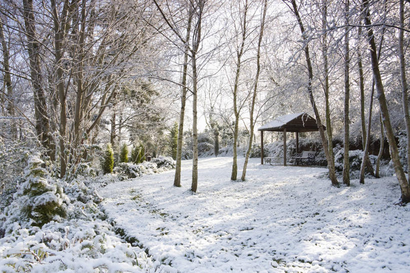 无人,横图,室外,白天,留白,树林,雪,植物,英国,脚印,庭院,冬天,树干,白色,凉亭,寒冷,摄影,白桦,清新,落叶树,伍斯特郡,彩图