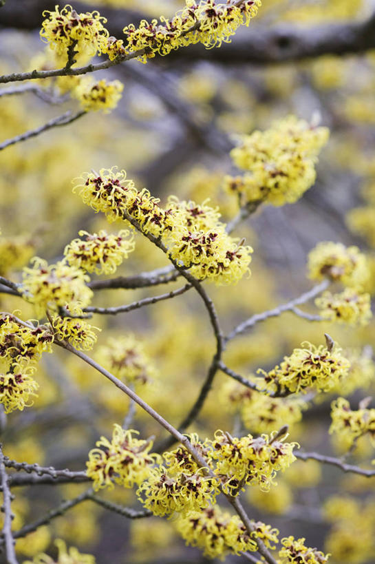 无人,竖图,彩色,室外,特写,白天,留白,植物,英国,冬天,坚果,果实,果树,枝,花,花瓣,树,树木,黄色,绿色,自然,干果,摄影,生长,成长,五颜六色,色彩斑斓,清新,柔焦,五彩缤纷,榛子,落叶树,五彩斑斓,山板栗,五光十色,彩图,全画面,全框架,全帧,北美金缕梅,全画幅,对焦