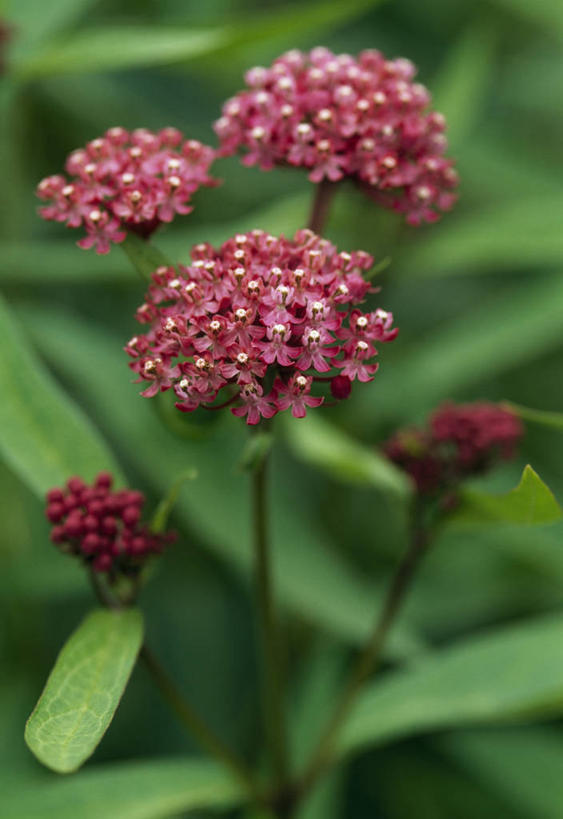 无人,竖图,室外,特写,白天,留白,植物,英国,草药,药草,中药,花,花瓣,粉色,红色,夏天,摄影,药材,中草药,柔焦,中药材,本草,马利筋,彩图,对焦,多年生植物