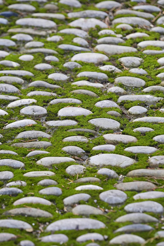 无人,竖图,室外,特写,白天,留白,英国,苔藓,绿色,鹅卵石,摄影,沥青,肌理,式样,彩图,全画面,全框架,全帧,全画幅,对焦