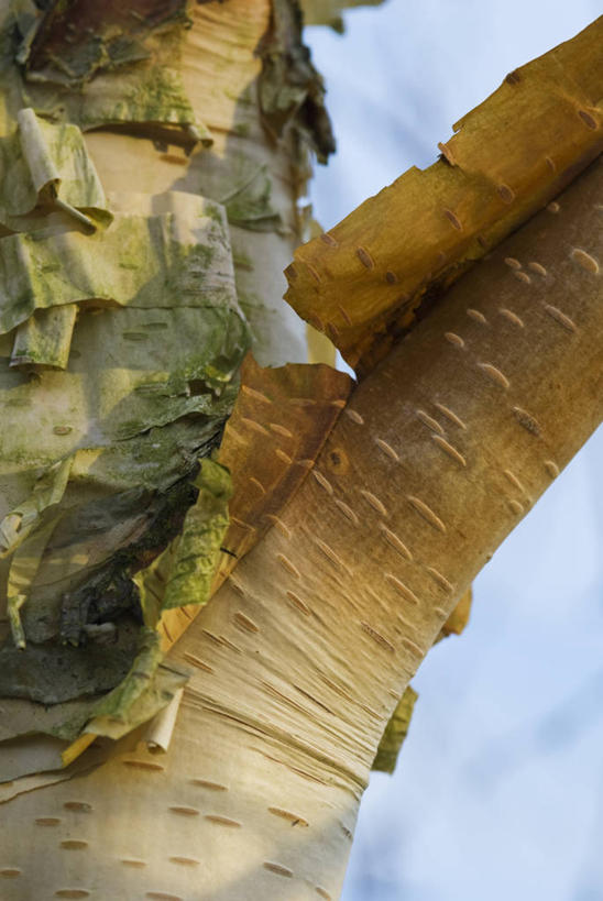 无人,竖图,室外,特写,白天,留白,植物,白桦树,英国,褐色,树皮,枝,树干,蓝色,白色,天空,摄影,白桦,生长,落叶树,肌理,彩图,对焦