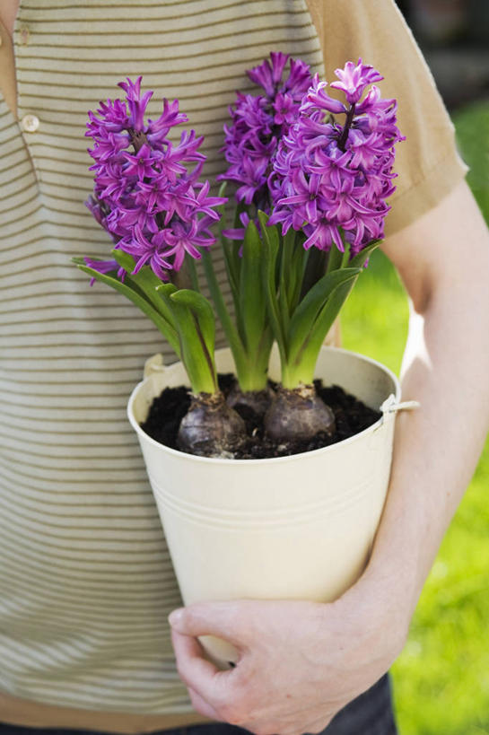 手,竖图,室外,特写,白天,美景,植物,风信子,花盆,种植,景观,园艺,拿着,花,紫色,自然,容器,景色,人体,摄影,生活方式,部分,清新,自然风光,休闲活动,彩图