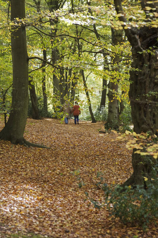 两个人,竖图,室外,白天,留白,树林,叶子,英国,褐色,树,树干,背面,摄影,生活方式,落叶树,秋天,休闲活动,步行,彩图