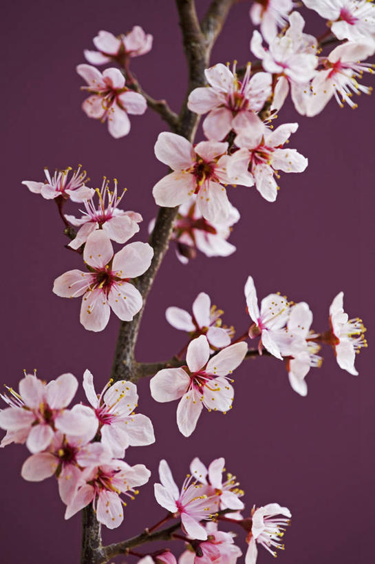 无人,竖图,室外,特写,白天,美景,植物,樱花,紫色背景,景观,花,粉色,自然,景色,摄影,清新,自然风光,彩图,对焦