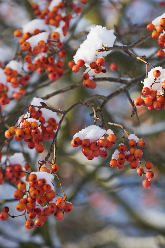 无人,竖图,彩色,室外,特写,白天,留白,雪,植物,浆果,水果,英国,冬天,枝,树,红色,橙色,寒冷,忧伤,摄影,五颜六色,色彩斑斓,美好,清新,善良,痛苦,五彩缤纷,忠诚,落叶树,五彩斑斓,花楸,红果臭山槐,五光十色,百华花楸,马加木,秋天,彩图,哭泣,欧洲花楸,对焦
