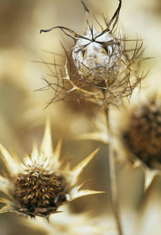 无人,竖图,室外,特写,白天,留白,植物,英国,调味,香料,佐料,褐色,干花,摄影,葛缕子,配料,柔焦,干的,作料,秋天,彩图,对焦