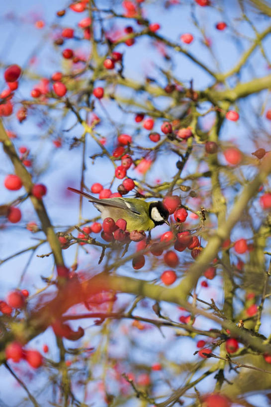 无人,竖图,彩色,室外,白天,侧面,美景,植物,野生动物,苹果,英国,鸟类,景观,海棠,果树,枝,树,树木,红色,绿色,自然,景色,摄影,栖息,生长,成长,五颜六色,色彩斑斓,自然风光,五彩缤纷,苹果树,落叶树,五彩斑斓,大山雀,五光十色,秋天,彩图,全画面,全框架,全帧,全画幅,对焦
