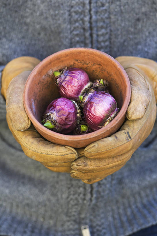 成年人,手,一个人,竖图,俯视,彩色,室外,特写,白天,留白,工作服,制服,安全,风信子,蔬菜,叶子,花盆,英国,仅一个男性,一把,朦胧,模糊,新鲜,园艺,食品,防护,拿着,食物,粉色,绿色,容器,手套,人体,摄影,有机食品,绿色食品,生长,生活方式,五颜六色,保护,色彩斑斓,粘土,清新,运送,保险,防护服,五彩缤纷,保全,周全,安稳,安定,防护手套,五彩斑斓,工作制服,五光十色,平安,男人,彩图,高角度拍摄,工作套服,对焦