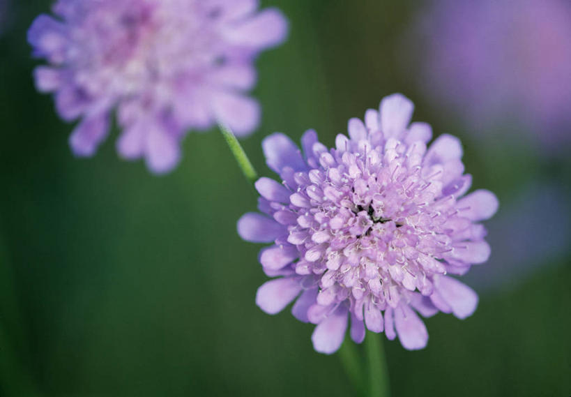 无人,横图,彩色,室外,特写,白天,留白,植物,英国,花,花瓣,紫色,夏天,摄影,五颜六色,色彩斑斓,清新,柔焦,五彩缤纷,轮峰菊,五彩斑斓,五光十色,彩图,对焦,多年生植物