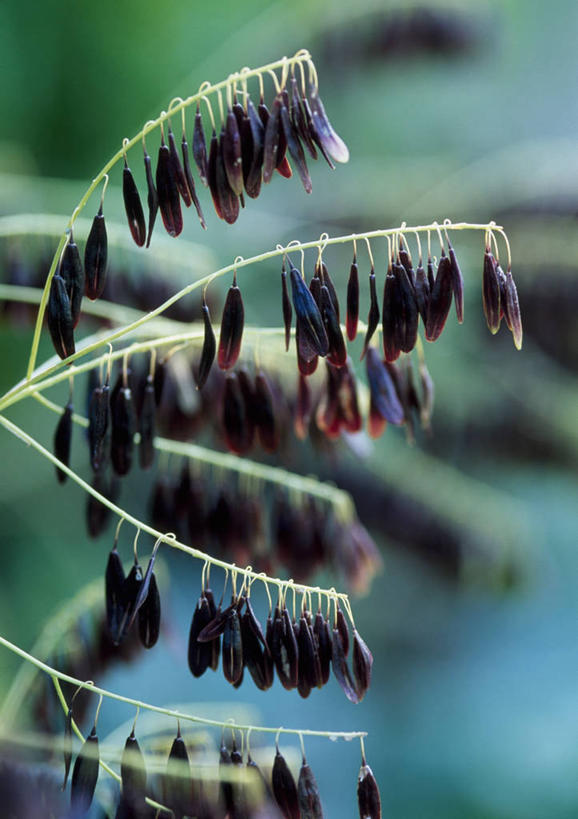 室外,白天,植物,褐色,种子,黑色,夏天,干花,摄影,生长