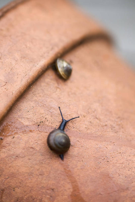 无人,竖图,室外,特写,白天,留白,野生动物,贝壳,花盆,英国,蜗牛,褐色,饮食,自然,动物,容器,摄影,软体动物,粘土,柔焦,法式食品,害虫,彩图,对焦