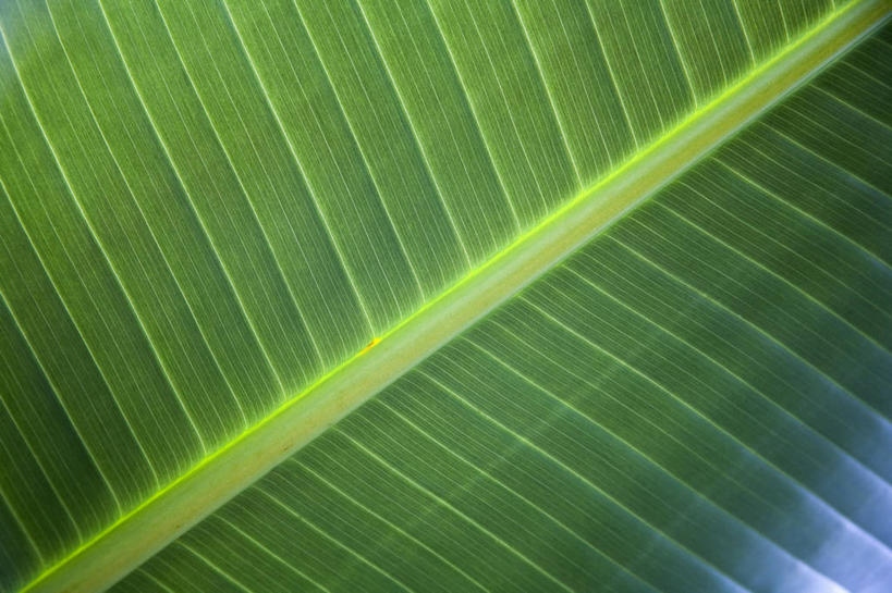 无人,横图,彩色,特写,留白,微距,植物,叶子,香蕉树,摄影,生长,五颜六色,色彩斑斓,清新,五彩缤纷,肌理,五彩斑斓,式样,五光十色,叶脉,彩图,全画面,全框架,全帧,影棚拍摄,全画幅