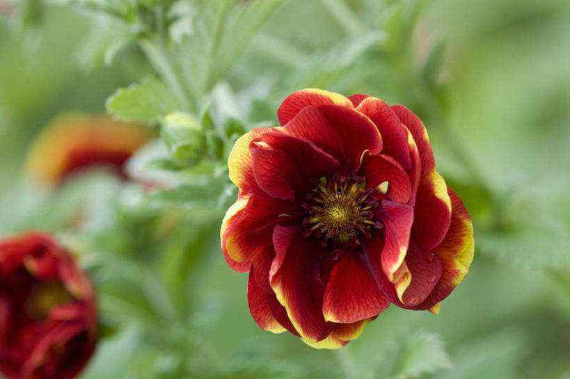 室外,白天,植物,花,花瓣,黄色,红色,自然,摄影