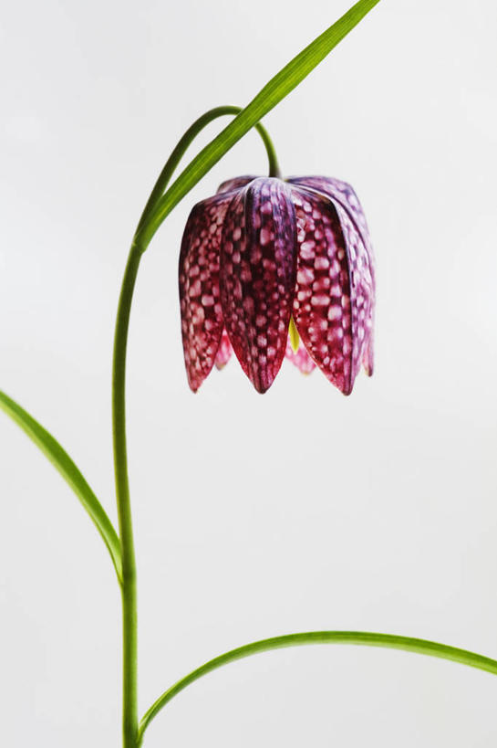 无人,竖图,特写,留白,白色背景,美景,植物,蔬菜,新鲜,盛开,景观,食品,茎,花蕾,花,花瓣,花朵,鲜花,食物,一朵,粉色,自然,花苞,花蕊,景色,摄影,有机食品,绿色食品,影棚,自然风光,摄影棚,花格贝母,式样,彩图,影棚拍摄,拍摄