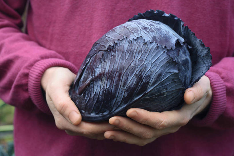 西方人,成年人,手,一个人,横图,室外,特写,白天,留白,正面,毛衣,农业,农作物,蔬菜,叶子,英国,欧洲,欧洲人,仅一个男性,一把,朦胧,模糊,园艺,冬天,生食,食品,饮品,拿着,饮食,英格兰,食物,饮料,一个,紫色,甘蓝,人体,摄影,生活方式,单个,红球甘蓝,可口,清新,运送,选择,英国文化,适口,男人,白种人,秋天,彩图,对焦