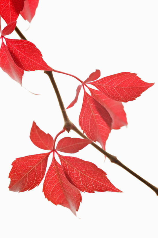 无人,攀登,竖图,特写,留白,白色背景,美景,植物,叶子,景观,茎,红色,自然,景色,摄影,影棚,灌木,清新,自然风光,摄影棚,逆光,落叶树,五叶地锦,秋天,彩图,影棚拍摄,拍摄,对焦