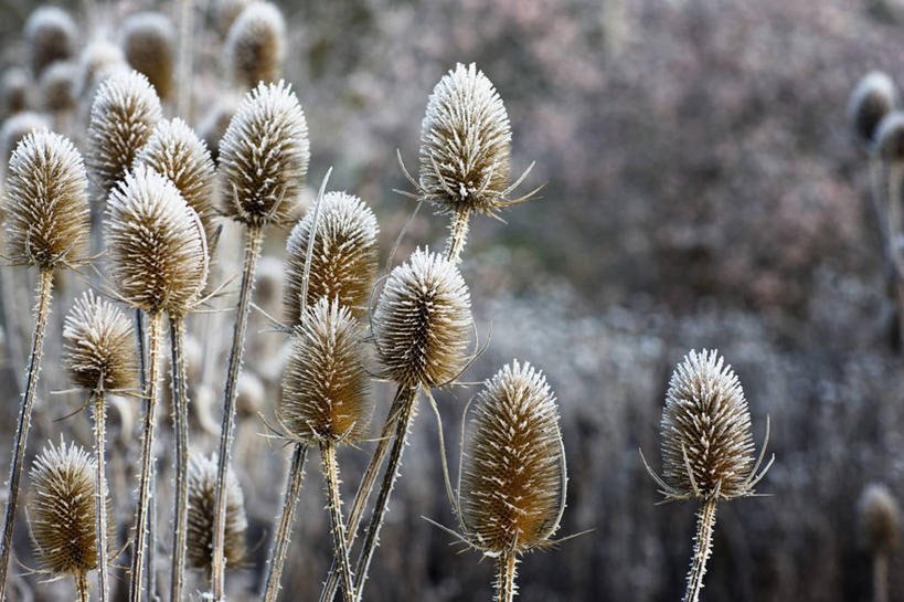 无人,横图,室外,特写,白天,留白,美景,植物,景观,冬天,褐色,野花,霜,白色,自然,干花,景色,摄影,自然风光,起绒草,秋天,彩图,对焦,二年生植物