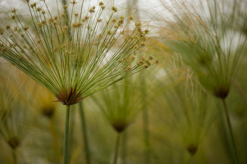 无人,横图,室外,特写,白天,留白,美景,植物,景观,褐色,绿色,自然,干花,景色,摄影,自然风光,柔焦,观赏草,莎草,纸草,秋天,彩图,对焦,多年生植物