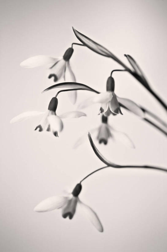 无人,竖图,黑白,特写,留白,美景,植物,蔬菜,五个,许多,新鲜,景观,食品,花,花瓣,食物,自然,景色,摄影,有机食品,绿色食品,自然风光,雪花莲,影棚拍摄