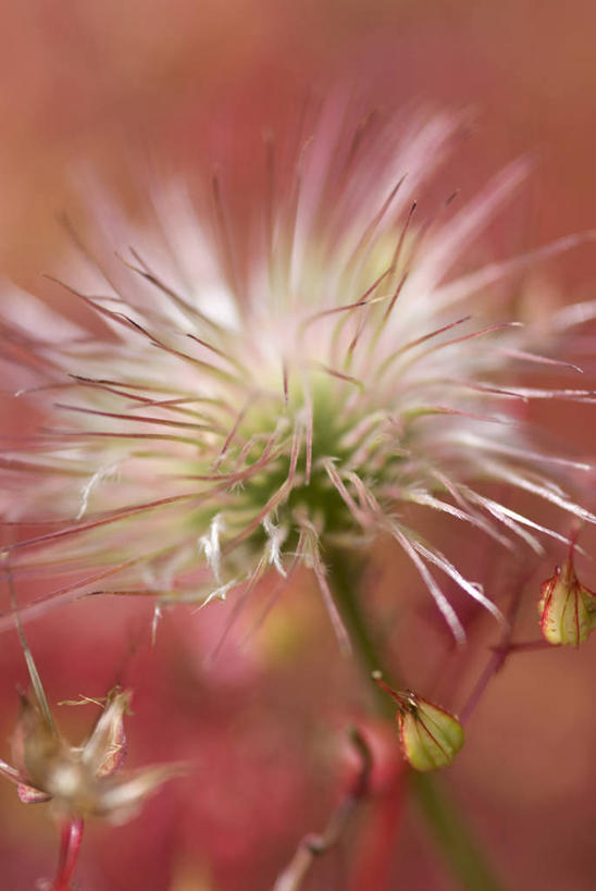 无人,竖图,特写,留白,美景,植物,白头翁,景观,花,自然,景色,摄影,清新,自然风光,柔焦,彩图,对焦