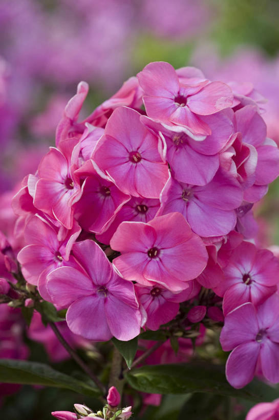 无人,竖图,室外,特写,白天,留白,美景,植物,景观,花,粉色,自然,夏天,景色,摄影,清新,自然风光,柔焦,草夹竹桃,彩图,宿根福禄考,天蓝绣球,夏福禄,锥花福禄考,对焦,多年生植物