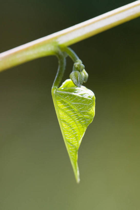 无人,攀登,竖图,室外,特写,白天,留白,美景,植物,叶子,开,景观,茎,一个,绿色,自然,春天,景色,摄影,生长,单个,清新,显现,自然风光,牵牛花,彩图,对焦