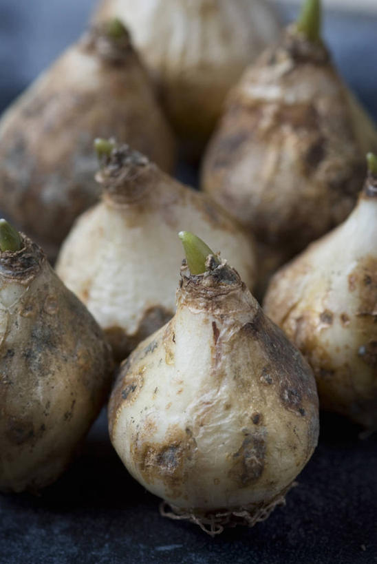 无人,竖图,特写,白天,留白,美景,植物,蔬菜,静物,新鲜,景观,园艺,食品,褐色,食物,绿色,自然,春天,景色,摄影,有机食品,绿色食品,生长,显现,自然风光,柔焦,小费,秧苗,葡萄风信子,彩图,全画面,全框架,全帧,全画幅,对焦