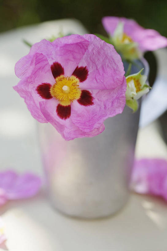 无人,竖图,室外,特写,白天,留白,美景,植物,静物,花瓶,金属,景观,花,花瓣,排列,粉色,红色,自然,夏天,景色,摄影,清新,自然风光,柔焦,选择,式样,岩蔷薇,彩图,对焦