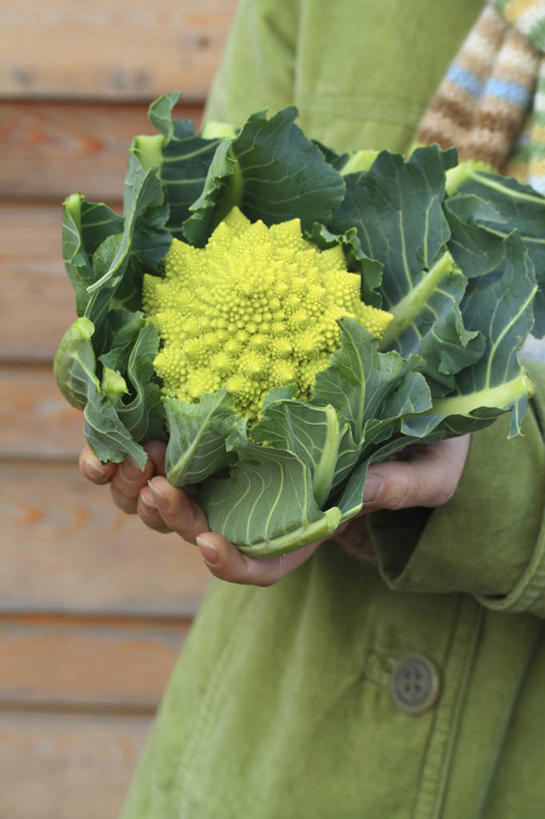 西方人,成年人,手,一个人,竖图,室外,特写,白天,留白,正面,安全,农业,农作物,蔬菜,叶子,英国,欧洲,欧洲人,仅一个女性,一把,朦胧,模糊,装饰,园艺,冬天,花椰菜,生食,食品,防护,饮品,拿着,外套,饮食,英格兰,食物,饮料,一个,黄色,绿色,手套,温暖,人体,摄影,生活方式,单个,保暖,保护,华丽,点缀,御寒,可口,清新,运送,保险,选择,罗马花椰菜,连指手套,保全,周全,安稳,安定,衬托,美观,雅致,雅观,防护手套,茄克,适口,平安,女人,白种人,秋天,彩图,对焦