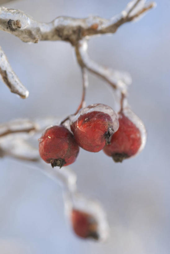 无人,竖图,室外,特写,白天,留白,美景,植物,浆果,水果,冰,景观,冬天,饮食,树,红色,自然,山楂树,景色,寒冷,摄影,灌木,自然风光,柔焦,落叶树,彩图,对焦
