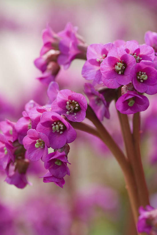 无人,竖图,室外,特写,白天,留白,美景,植物,景观,芋头,花,花瓣,粉色,自然,春天,景色,摄影,清新,自然风光,柔焦,彩图,对焦,多年生植物