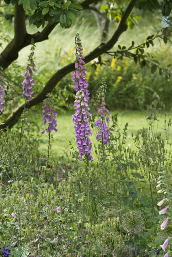 无人,竖图,室外,白天,美景,植物,叶子,英国,花坛,景观,英格兰,花,花瓣,粉色,绿色,自然,夏天,景色,摄影,多样,毛地黄,自然风光,耧斗菜,彩图,多年生植物