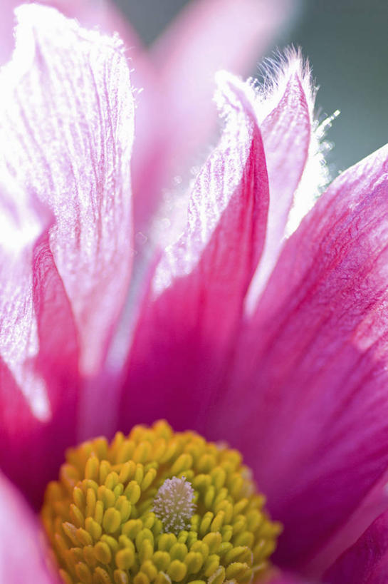 无人,竖图,室外,特写,白天,留白,美景,植物,白头翁,日光,景观,花,花瓣,粉色,黄色,自然,夏天,景色,摄影,雄蕊,清新,自然风光,柔焦,逆光,彩图,对焦,多年生植物