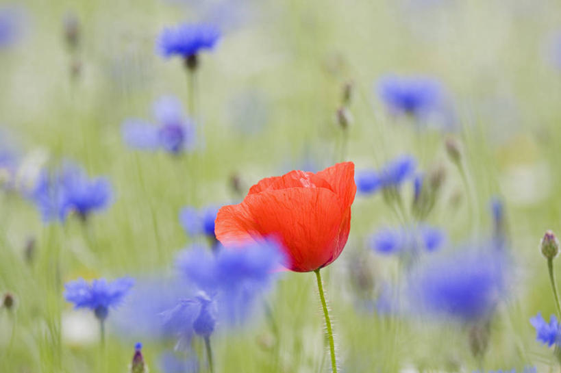 无人,横图,室外,特写,白天,留白,草地,美景,植物,景观,田地,野花,花,花瓣,红色,蓝色,自然,夏天,景色,摄影,多样,清新,自然风光,矢车菊,柔焦,彩图,对焦