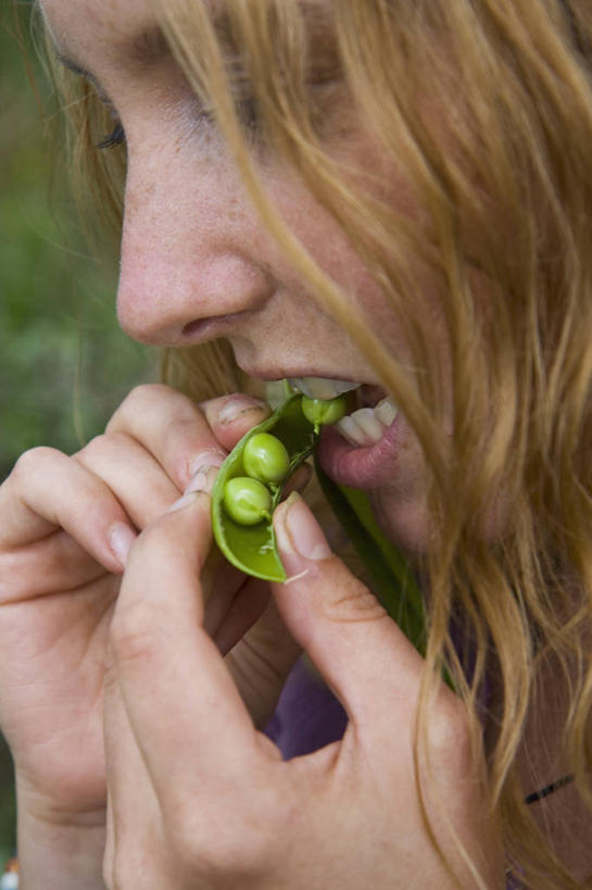 西方人,成年人,手,一个人,吃,竖图,室外,特写,白天,侧面,美景,植物,蔬菜,欧洲,欧洲人,仅一个年轻女性,仅一个女性,仅一个人,咬,景观,豌豆,食品,饮品,饮食,食物,饮料,绿色,自然,夏天,景色,人体,摄影,生活方式,部分,享乐,可口,清新,自然风光,豌豆系,健康食物,适口,年轻女性,女人,女性,白种人,年轻人,彩图,尝,对焦