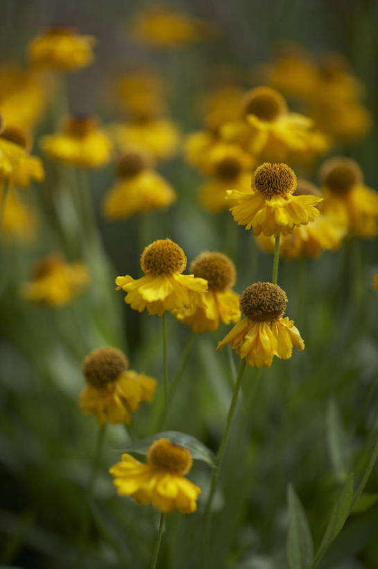 无人,竖图,室外,特写,白天,留白,美景,植物,景观,花,花瓣,黄色,自然,夏天,景色,摄影,自然风光,柔焦,西洋蓍草,彩图,对焦,多年生植物