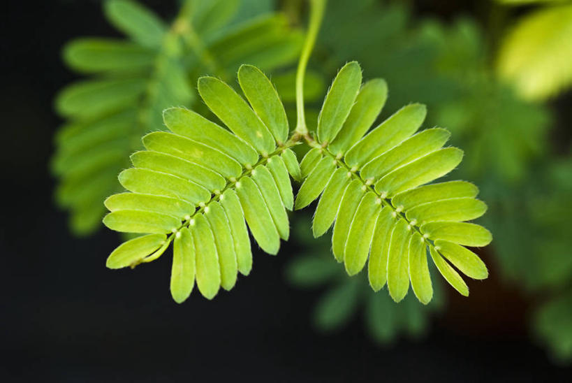 无人,横图,室外,特写,白天,留白,美景,植物,含羞草,叶子,景观,绿色,自然,景色,摄影,清新,自然风光,柔焦,彩图,对焦