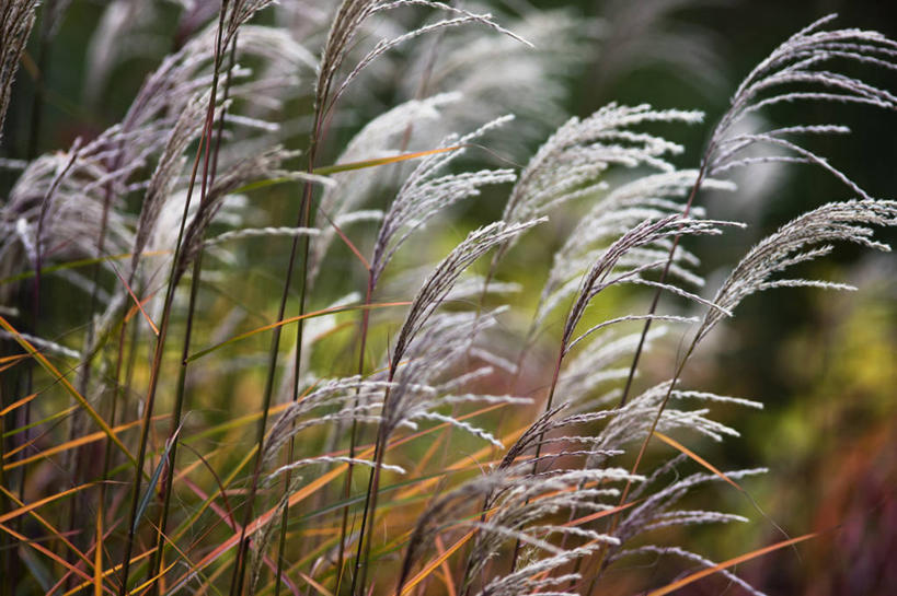 无人,横图,室外,特写,白天,美景,植物,景观,花,粉色,白色,自然,景色,摄影,自然风光,观赏草,秋天,彩图,对焦
