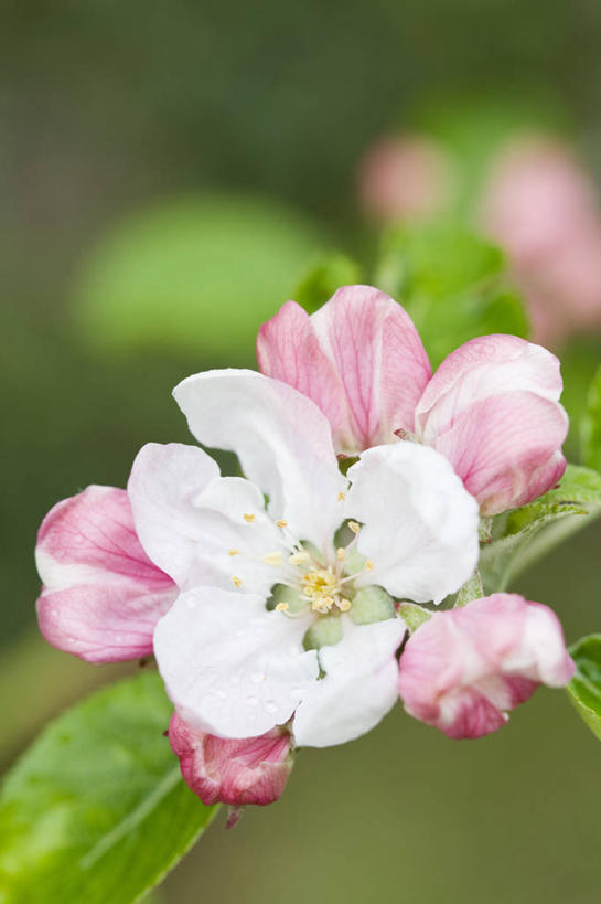 无人,竖图,室外,特写,白天,留白,美景,植物,景观,果树,花,花瓣,花朵,树,粉色,白色,自然,春天,景色,摄影,清新,自然风光,苹果花,苹果树,落叶树,彩图,对焦