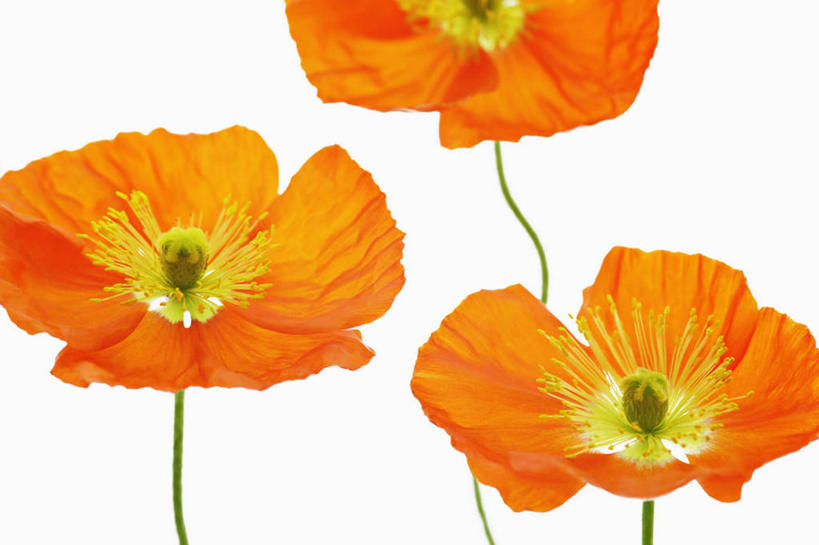 无人,横图,特写,留白,白色背景,美景,植物,景观,茎,花,花瓣,三个,自然,橙色,景色,摄影,影棚,雄蕊,清新,自然风光,摄影棚,逆光,冰岛罂粟,彩图,影棚拍摄,拍摄,对焦