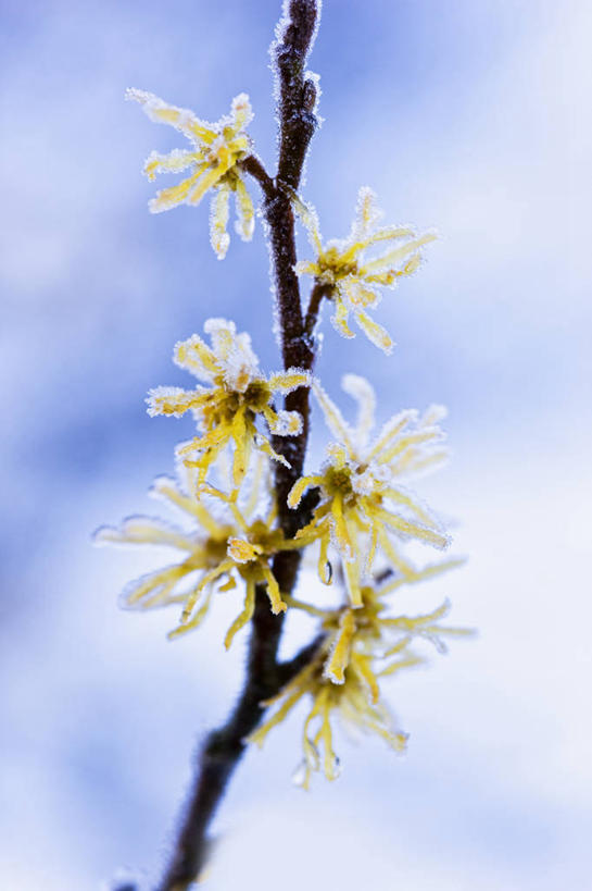 无人,竖图,室外,特写,白天,留白,美景,植物,景观,云,冬天,枝,霜,花,花瓣,树,黄色,蓝色,天空,自然,景色,摄影,灌木,清新,自然风光,落叶树,彩图,北美金缕梅,对焦