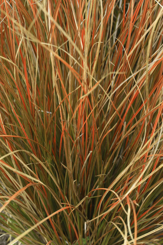 无人,竖图,室外,特写,白天,美景,植物,叶子,英国,景观,褐色,英格兰,草,自然,夏天,橙色,景色,摄影,自然风光,英国文化,观赏草,莎草,彩图,全画面,全框架,全帧,全画幅,对焦,多年生植物