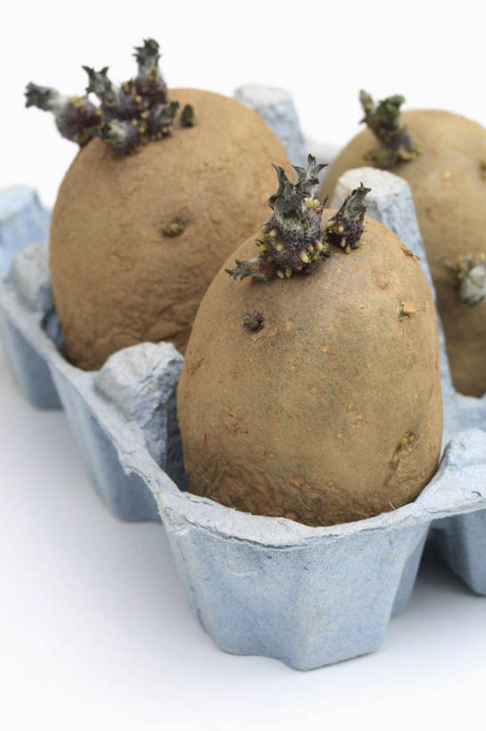 无人,竖图,特写,留白,白色背景,植物,蔬菜,静物,叶子,园艺,褐色,饮食,自然,摄影,影棚,生长,摄影棚,鸡蛋盒,秧苗,循环利用,马铃薯,彩图,影棚拍摄,拍摄,对焦