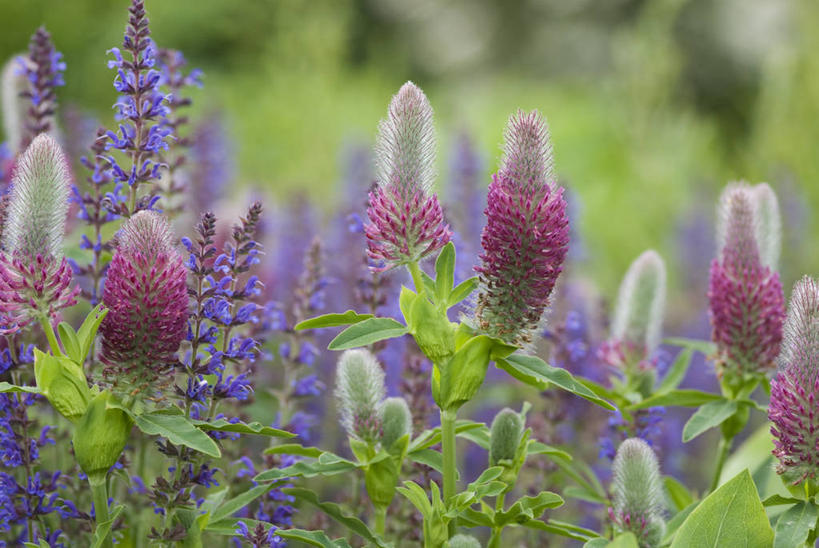 无人,横图,室外,特写,白天,留白,幸福,美景,植物,景观,三叶草,花,花瓣,粉色,紫色,自然,夏天,景色,摄影,多样,鼠尾草,清新,自然风光,柔焦,车轴草,苜蓿,彩图,红花三叶草,对焦,多年生植物