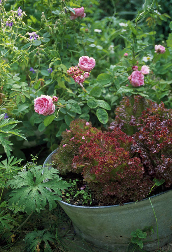 无人,菜园,竖图,室外,白天,美景,植物,玫瑰,蔬菜,叶子,花盆,环保,金属,景观,莴苣,食品,饮品,饮食,花,食物,饮料,粉色,红色,绿色,自然,容器,夏天,景色,摄影,能源,洗澡盆,灌木,环境,回收,资源,可口,自然风光,利用,低碳,循环,循环利用,持续,适口,彩图,对焦