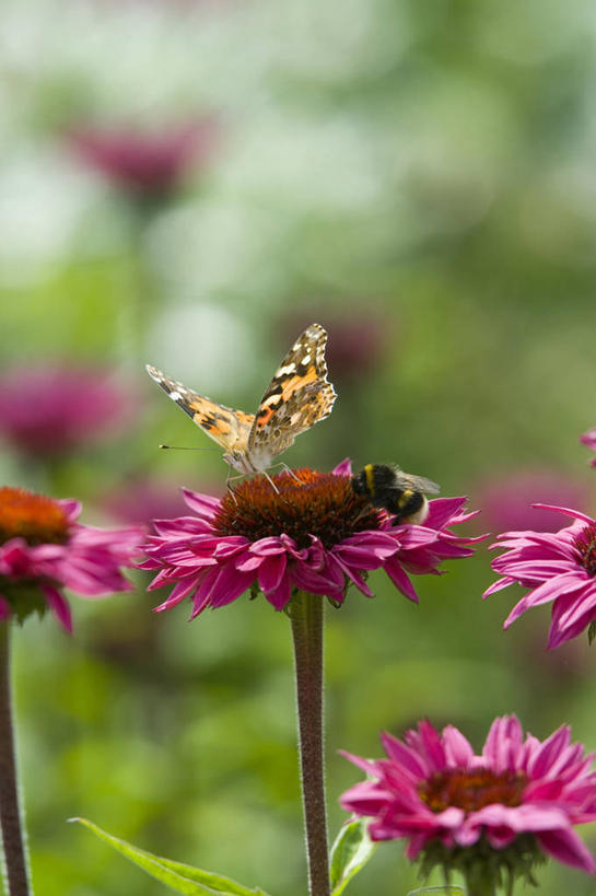 无人,竖图,室外,特写,白天,留白,美景,植物,野生动物,蝴蝶,昆虫,景观,花,花瓣,粉色,自然,夏天,景色,摄影,金花菊,清新,自然风光,柔焦,授粉,大黄蜂,彩图,对焦,多年生植物,共生关系