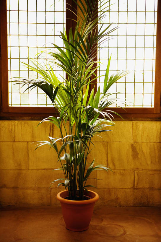 无人,竖图,室内,特写,白天,植物,窗户,图像,窗台,概念,摄影,生长,构图,彩图,时空