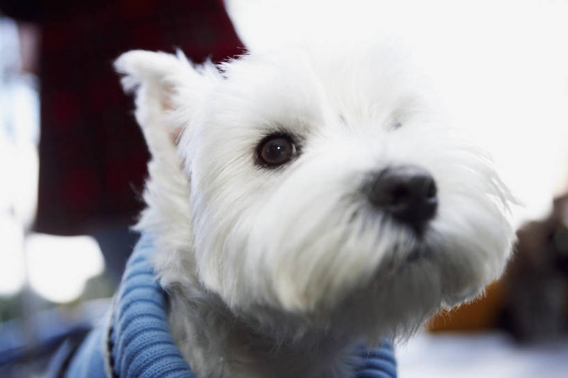 无人,横图,室外,特写,白天,哺乳动物,宠物,狗,野生动物,图像,动物,家畜,摄影,主题,构图,彩图,时空,脊椎动物亚门