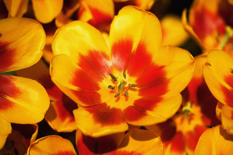 无人,横图,室外,特写,白天,背景,美景,植物,阴影,景观,图像,花,花瓣,黄色,红色,自然,概念,景色,摄影,生长,雌蕊,雄蕊,自然风光,主题,构图,彩图,全画面,全框架,全帧,时空,全画幅